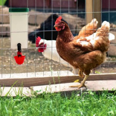 Поилка HobbyFarm чашечная с бачком 1 л для кур с креплением на клетку, красная чашка