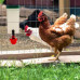 Поилка HobbyFarm чашечная с бачком 1 л для кур с креплением на клетку, красная чашка